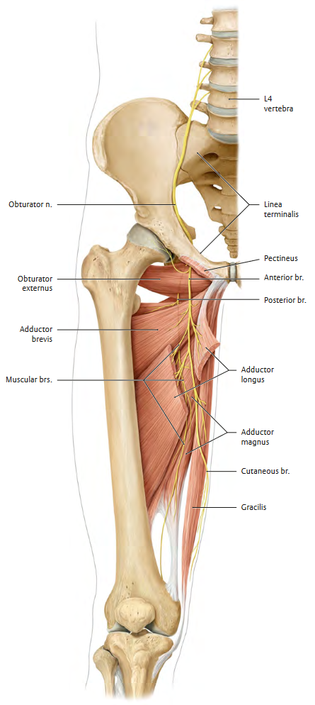 Obturator nerve (Right leg, anterior view)2